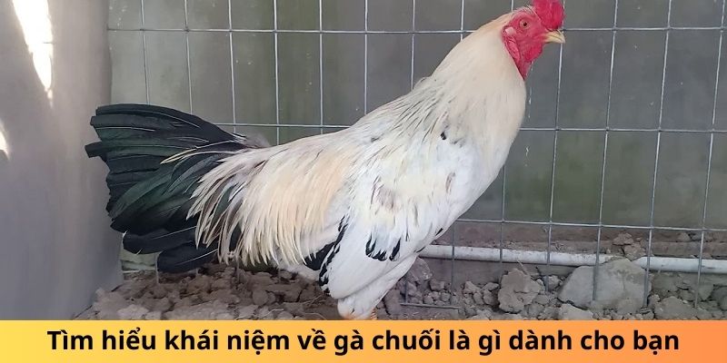 Tìm hiểu khái niệm về gà chuối là gì dành cho bạn